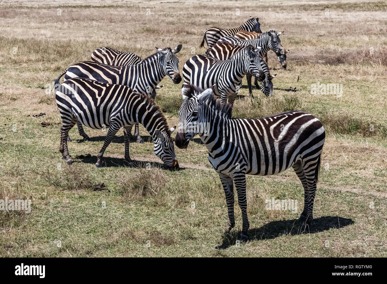 Die Serengeti ist eines der bekanntesten Naturschutzgebiete der Welt ist und auch zum Weltkulturerbe der UNESCO. Es ist die Heimat einer Vielzahl von Tieren. Stockfoto
