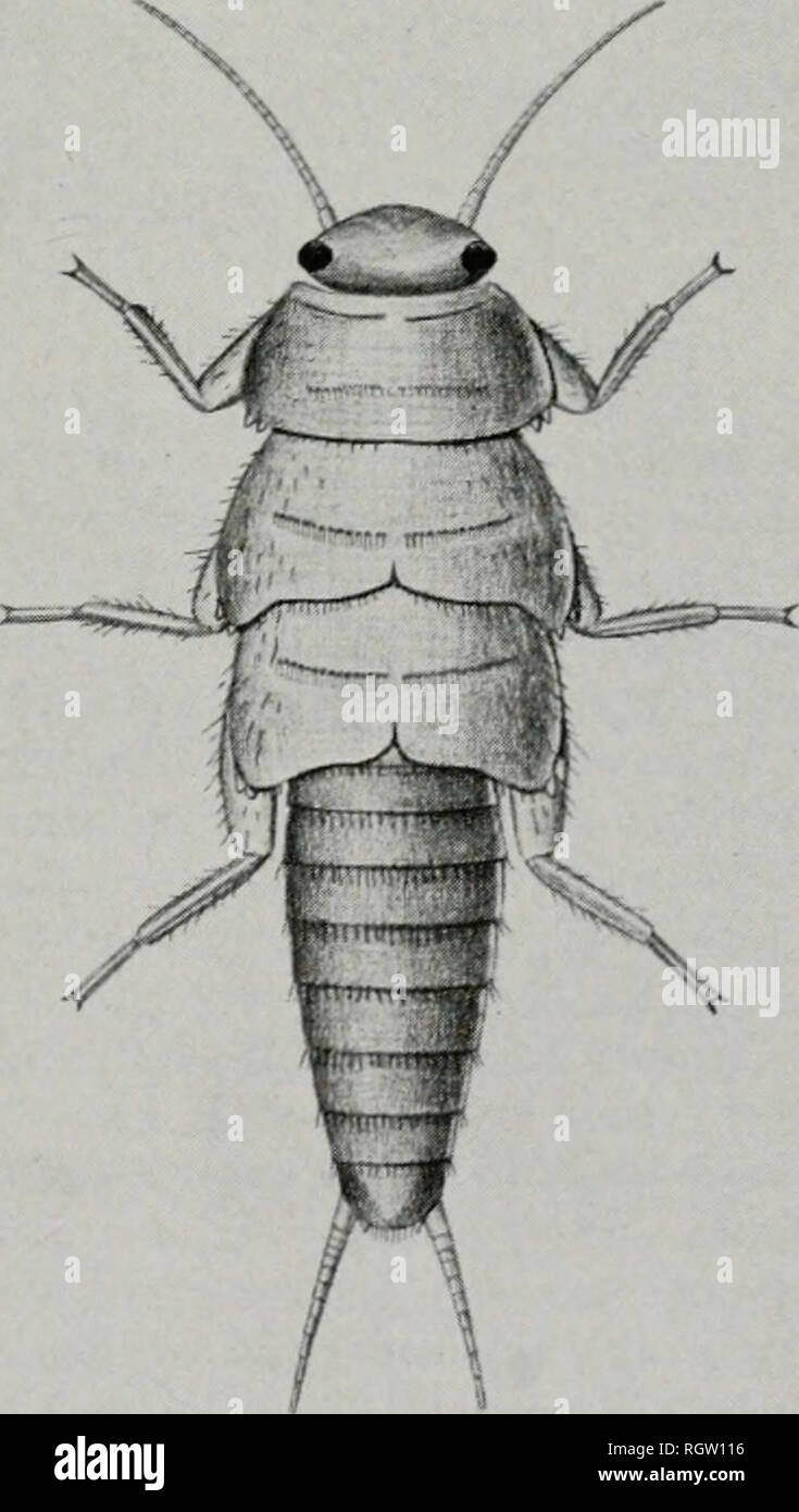 . Bulletin. Natural History; natürliche Geschichte. biloba, jedoch, dass das seitliche ab-dominal Projektionen weit mehr entwickelt, außer in der ersten und 8 Segmenten, dass es eine sehr prominente pro-Abwurf auf jeder Seite des mesonotal Pad, und dass die Projektionen an der Ecke Winkel des Halsschildes sind ungewöhnlich prominent. Es gibt erhebliche Frage noch über den tatsächlichen Status der Pteronarcys comstocki Smith, und es ist möglich, dass die Nymphe jetzt dargestellt werden sollte, Asso-verbundenen mit diesem Namen. Aufgezogen Material ist notwendig, um diese und andere Punkte in-volve zu vereinbaren Stockfoto