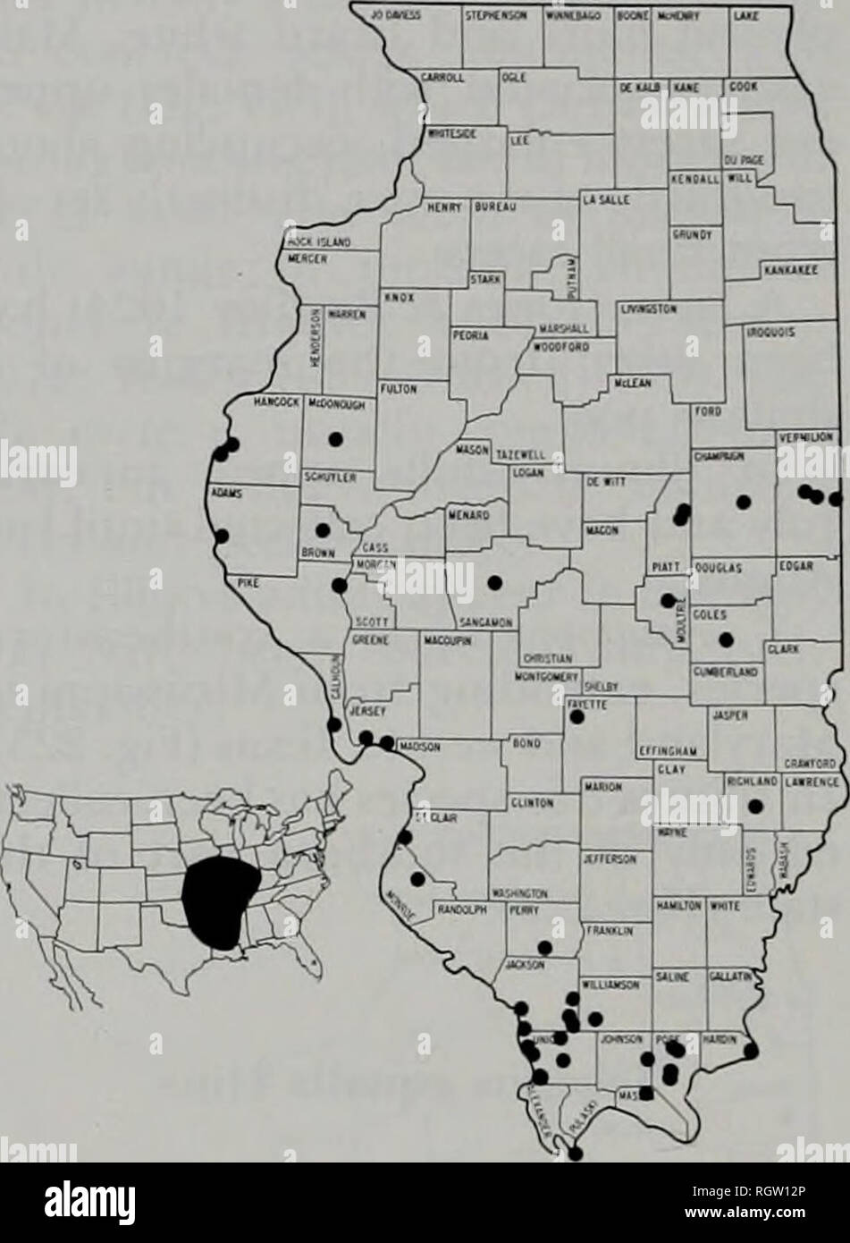 . Bulletin. Natural History; Natural History. 82 Illinois Natural History Survey Bulletin Vol. 33. Art.I und West nach Kansas und Texas (Abb. 224). In Illinois die Art ist weit verbreitet in den südlichen zwei Dritteln des Staates (Abb. 224).. Abb. 224,- Verteilung der Tabanus equalis in Illinois und Nordamerika. Tabanus Tabanus exilipalpis exilipalpis Stein Stein (1938: 54). Typ - Ort: South Carolina Beaufort. Eher klein (11,5 mm); Auge mit sehr kurzen, spärlichen Haufen; Palpen sehr schlank, leicht verdickten Basis; bas-al-Platte der Antenne relativ breit mit unterschiedlichen Winkel; frons Schmal, 4 Stockfoto