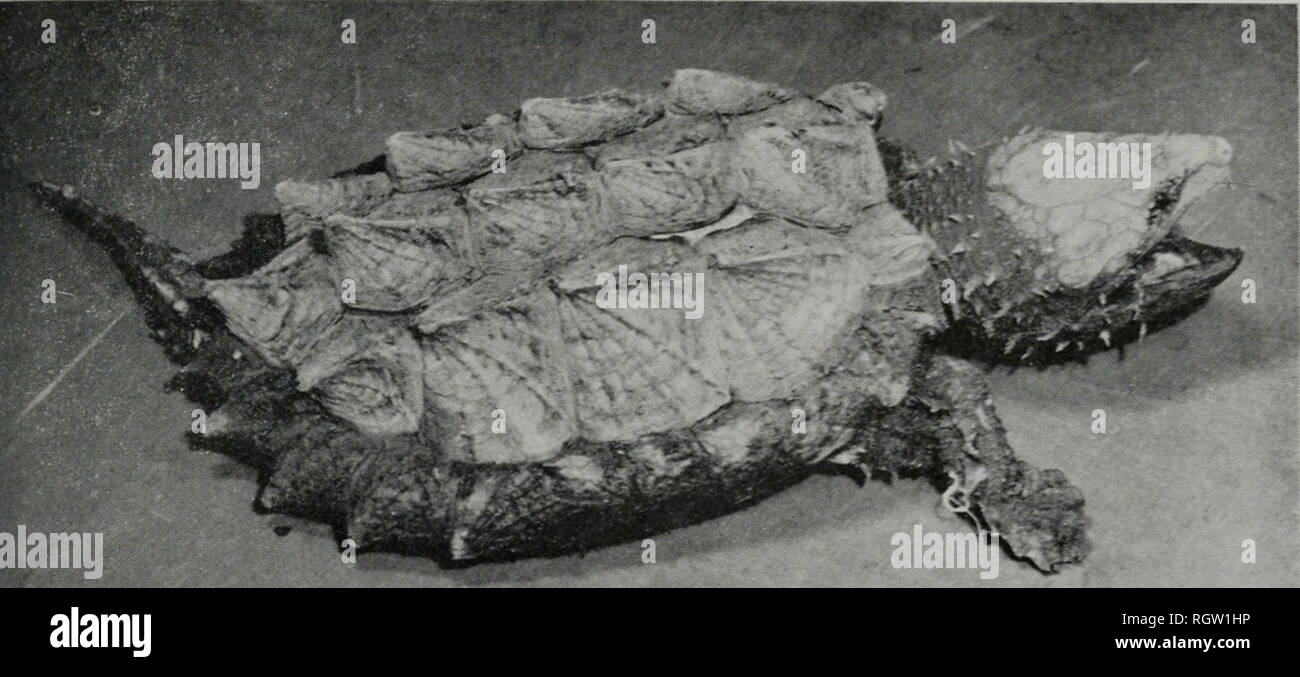 . Bulletin. Natural History; Natural History. November, 1961 Smith: Amphibien axd Reptilien von Illinois 121. Abb. 109.- eine subaJult Miuioilemys tcmmincki von Jackson County, Illinois. Junge speci - mens sind vorwiegend schwarz; ältere Personen sind schmutzig Oliven- oder bräunlich schwarz. Diagnose.-^ eine große Sea turtle (Larg - est Illinois Muster mit einer panzerlänge von 610 mm.), *Abb. 109, ähnlich Chelydra aber unterschiedliche wie folgt: Größere maximale Größe, panzers der sowohl Erwachsene als auch Jugendliche mit 3 kontinuierlichen Längs- Kiele; 3 bis 5 Platten supramarginal costals Trennung von lateralen Margi Stockfoto