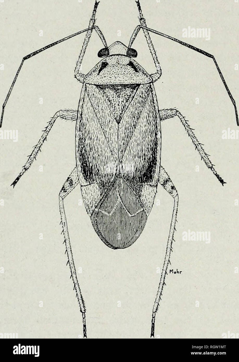 . Bulletin. Natural History; Natural History. 160 Illinois Natural History Survey Bulletin Vol. 22, Artikel 1, robuster als männlich, aber sehr ähnlich in der Farbe und Behaarung. Essen Pflanzen und Gewohnheiten.- Rassen auf {Hartriegel Cornus stolonifera, C. und C. paniculate Alternifolia) und angebaute Birne {Pyrus Communis); auch von Win aufgezogen - terberry {Ilex verticillata). Die nymphen schlüpfen, wenn die Blätter entfalten und sie füttern. Abb. 165.- Neolygus communis, 9. auf diese Ausschreibung Laub. Auf Birnen, die nymphen Angriff die jungen Früchte, sobald sie Formen und weiter in der Präferenz zu den Blättern zu ernähren. Alle Birnen t Stockfoto