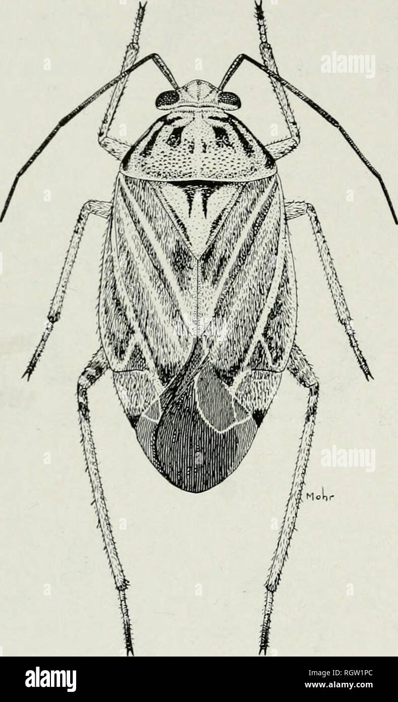 . Bulletin. Natural History; Natural History. 150 Illinois Natuv. al Geschichte Umfrage Bulletin Vol. 22, Artikel 1, chorn, Elizabeth, Elizabethtown, Erie, Ernst, Evanston, Fairmount, Landwirt, Stadt, Springbrunnen Bluff, Fox Lake, Frankfort, Ful-Tonne, Galena, Galesburg, Georgetown, Giant City State Park, Glencoe, Glen Ellyn, Glen, Golconda, Grand Detour, Grand. Abb. 162.- Lygiis oblineatus. Tower, Grand View, Grayville, Hamilton, Hardin, Harrisburg, Harvard, Hatton, Ha-vana, Henry, Herodes, Hillsboro, Hillsdale, Homer, Hufeisensee, Irokesen, Joliet, Kampsville, Kankakee, Kansas, Kappa, Kar-Nak, Keiths Stockfoto