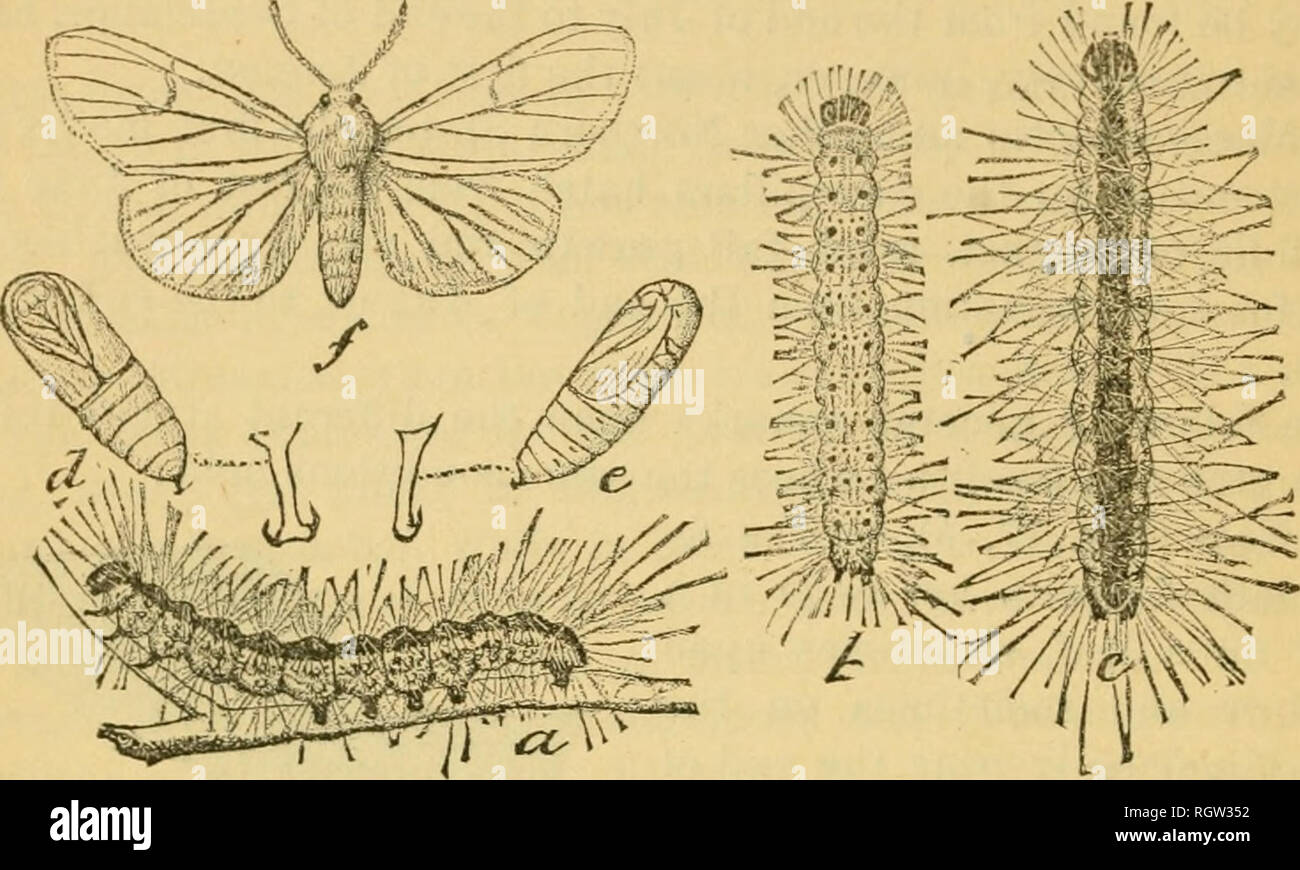 . Bulletin. Insekten; Schädlinge; Entomologie; Insekten; Schädlinge; Entomologie. 38 UNSERE SCHATTEN BÄUME UND DEREN INSEKT DEFOLIATORS. Die Larve (Abb. 18, a, &Amp; und c). - "Die Raupen nur geboren sind blass gelb, mit zwei Reihen von schwarzen Markierungen entlang des Körpers, einen schwarzen Kopf und ziemlich spärlich behaart. Wenn voll gewachsen Sie im Allgemeinen blass gelblich oder grünlich erscheint, mit einem breiten dusky Streifen entlang der Rückseite und einem gelben Streifen an den Seiten; sie sind mit weißlichen Haare, die sirring von schwarz und orange-gelben Warzen bedeckt. Die Raupe ist. Abb. 18.- Hyphantria cunea: a, dunkle Larve, Stockfoto