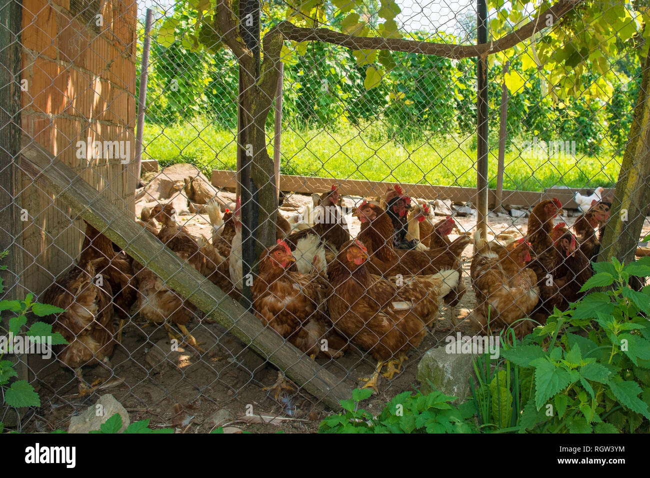 Eine Brut von Braun/Rot Hühner in Ihrem eingezäunten Gehege mit Coop in ländlichen North West Slowenien Stockfoto