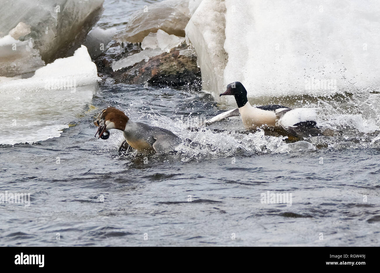 Gänsesäger, Europäische Flussneunauge Stockfoto