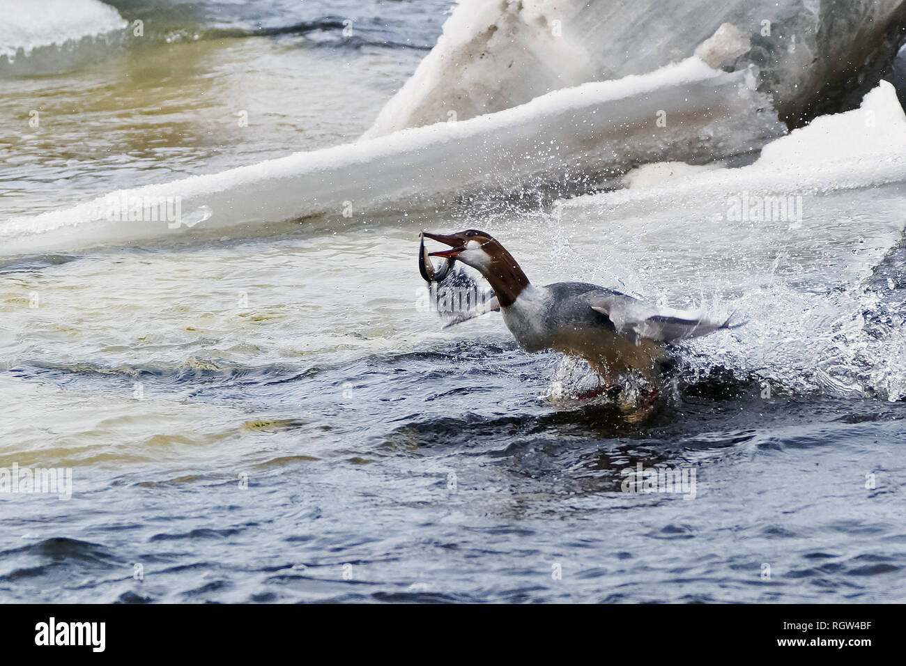 Gänsesäger, Europäische Flussneunauge Stockfoto