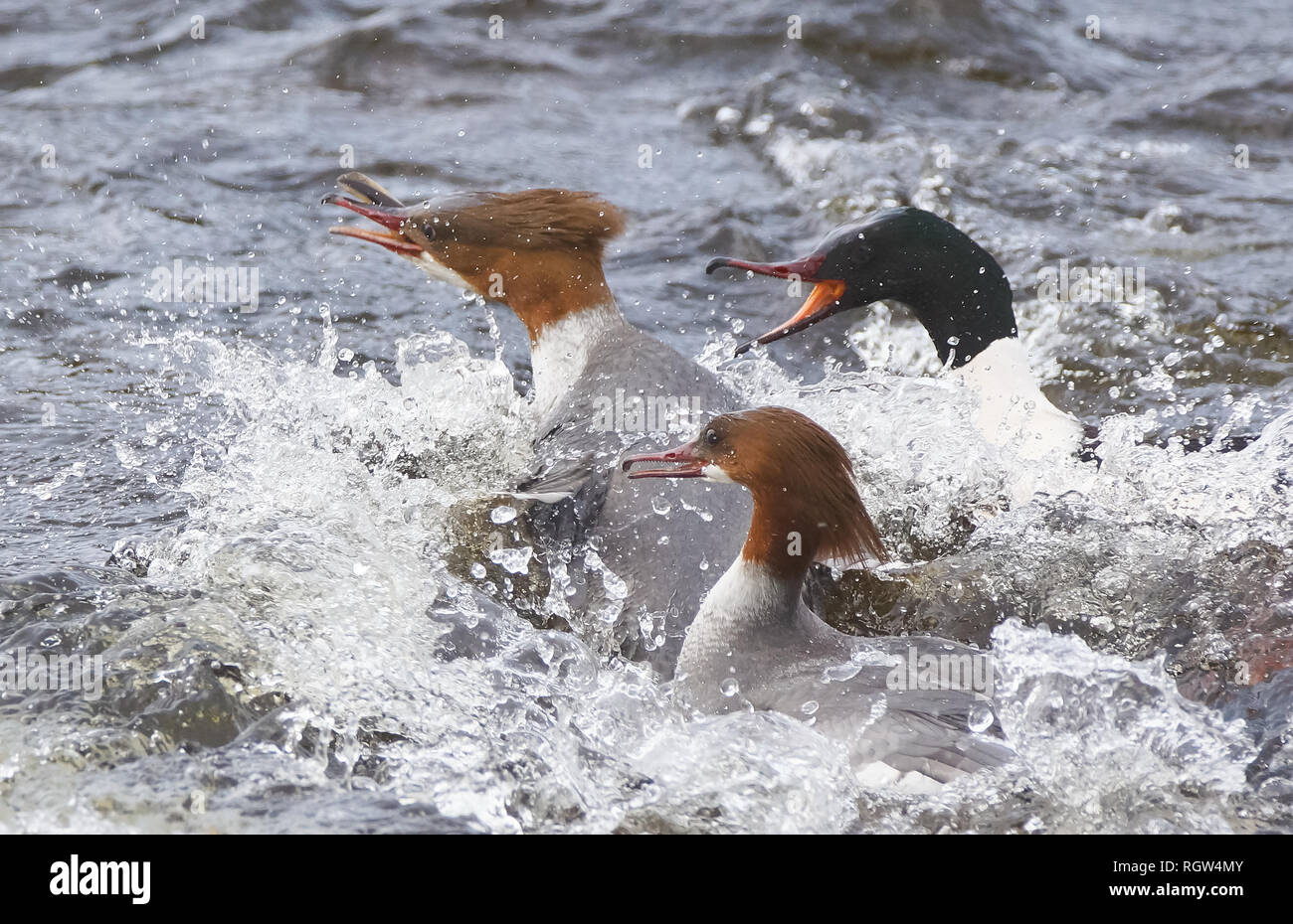 Gänsesäger, Europäische Flussneunauge Stockfoto