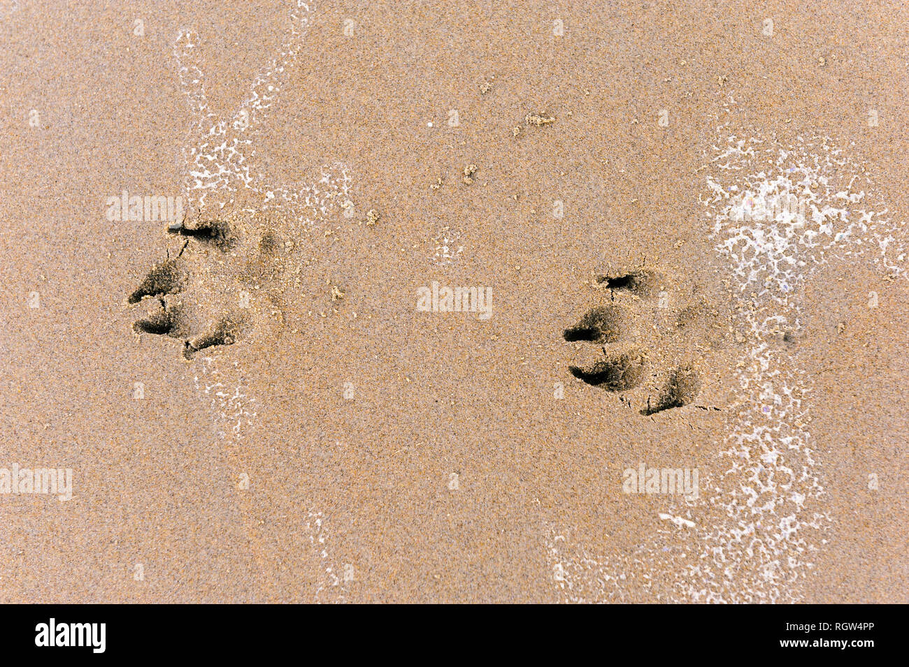 Pfotenabdrücke einen Hund in den nassen Sand Stockfoto