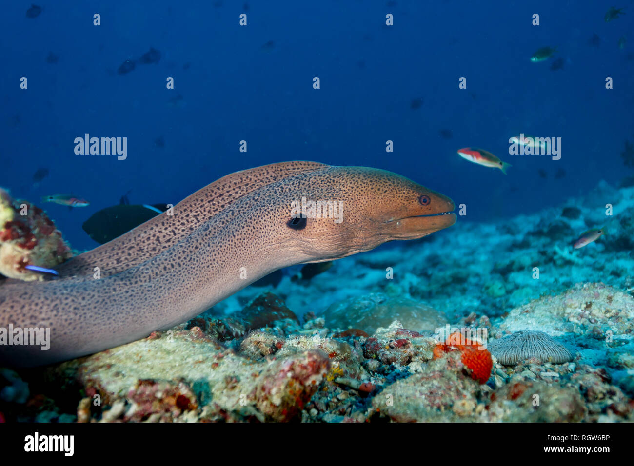 Nahaufnahme von Morey Aale schwimmen über bunten Korallen auf Reef Stockfoto