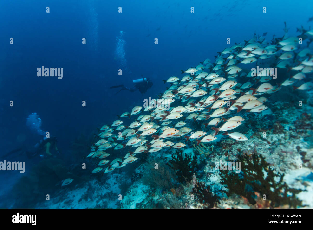 Taucher Schule der schwarzen Schwanz Ansatz, silber Fisch auf Coral Reef Stockfoto