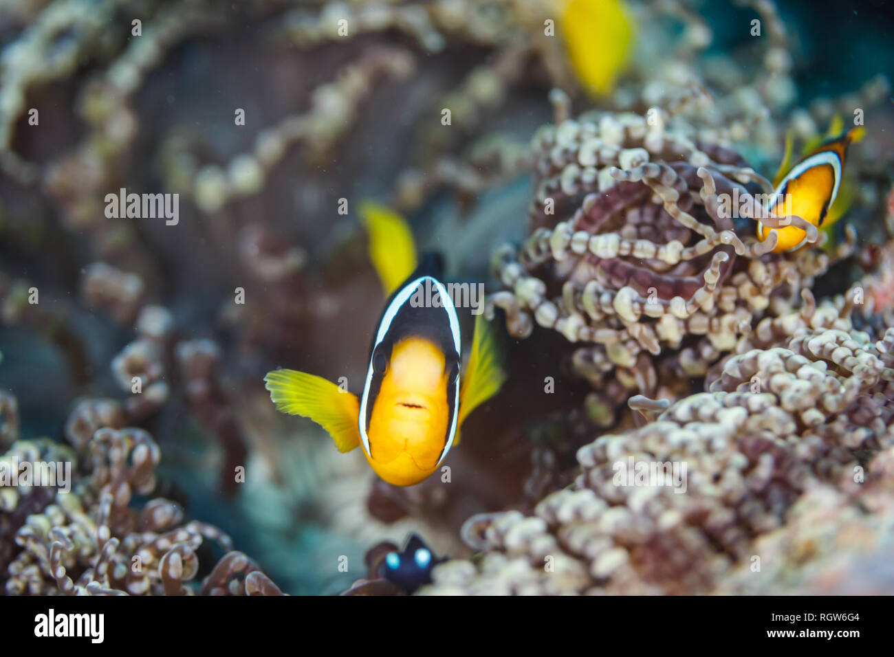 Gelb und Schwarz clown Fische schwimmen im Meer Anemonen in South Pacific Stockfoto