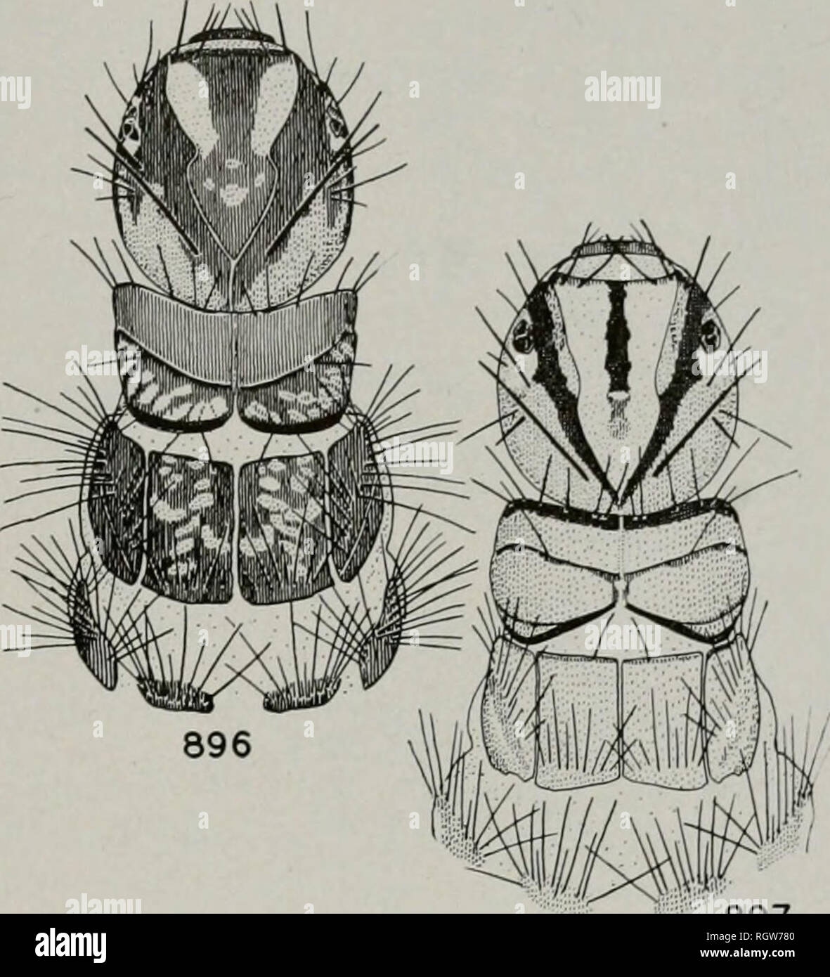 . Bulletin. Natural History; Natural History. August, 1944 Ross: Köcherfliegen von Illinois 263 Burks, S S, $ 9,7 Puppen, viele Larven; Kankakee Fluss, Mai 24, 1937, H.H.Ross, $ S, 9 9; 5. Mai 1938, Ross & Amp; Burks, S $, 9, 9, viele Puppen; Aug.19, 1939, Ross & Amp; Burks, 1 Larve; 1. Mai 1941, T. H. Frison, 5 $, 19. Brachycentrus brachycentrus Curtis Curtis (1834, S. 216). Geno-Typ, Natriumdihydrogenphosphat: Brachycentrus subnubilus Curtis. Sphinctogaster Provancher (1877, S. 262). Genotyp, Natriumdihydrogenphosphat: Sphinctogaster Provancher lutescens. Oligoplectnim McLachlan (1868, S. 297). Genotyp, durch nachträgliche Beschränkung Stockfoto