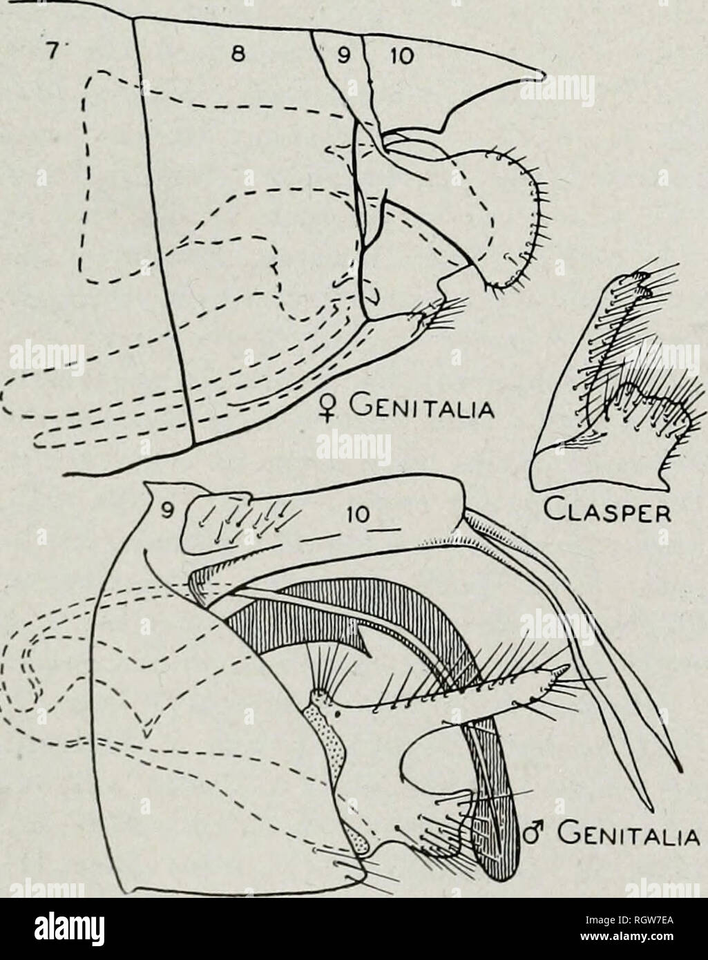 . Bulletin. Natural History; Natural History. 256 Illinois Natural History Survey Bulletin Vol. 23, Artikel 1, Juli 1, 1931, Frison, Betten & Amp; Ross, 1 $; 30. Juni 1935, DeLong & Amp; Ross, 1 9; 15. Mai 1936, Ross & Amp; Mohr, 1 Larve; Mai 28, 1936, H.H.Ross, 1&lt; ? , 2 $. Setodes Rambur Setodes Rambur (1842, S. 515). Genotyp, durch spätere Benennung des Milne (1934, S. 18): Setodes punctella Rambur. Diese Gattung enthält sechs oder sieben Arten, die alle von Ihnen seltene, von denen wir nur eine in Illinois genommen haben. Eine zusätzliche Arten, incerta, wird wahrscheinlich im Zustand mit anschließender Konzertstücke gefunden werden Stockfoto