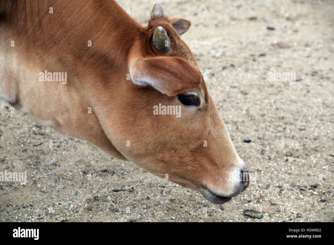 Zebu Kuh Closeup Stockfoto