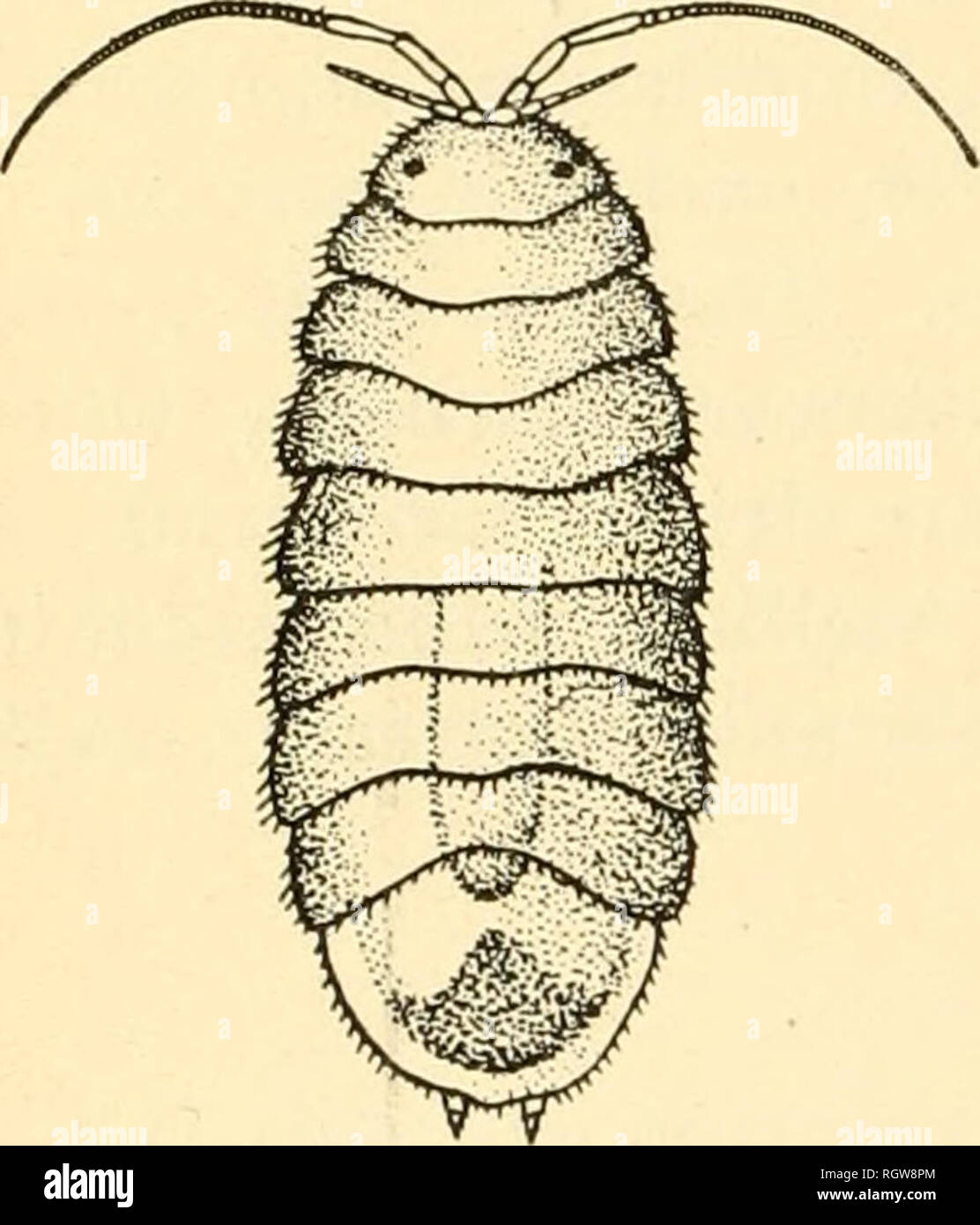 . Bulletin. Insekten; Schädlinge; Entomologie; Insekten; Schädlinge; Entomologie. 12 EINIGE INSEKTEN SCHÄDIGENDEN ZU LKW KULTURPFLANZEN. in der Nähe der Unterseite, wodurch die Trauben des phxnt zu schweben. In Teilen von Bächen, wo diese sowbugs gefunden wurden reichlich werden Sie häufig gesehen Kriechen in eine dicke Masse an der Unterseite. Sie ernähren, so weit bekannt, ausschließlich auf Kresse, nicht als Angriff auf jede andere Form der Vegetation berichtet wird. Berichte des schädigenden vorkommen. Diese sowbug wurde als Pest seit 1902 beobachtet. Unser erster Bericht über seine schädliche Gewohnheiten wurde 1904, als wir Spezi gemacht Stockfoto