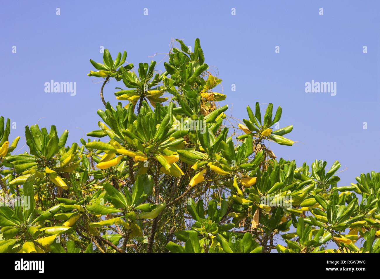 Maledivische Pflanze mit grünen und gelben Blätter (Ari Atoll, Malediven  Stockfotografie - Alamy