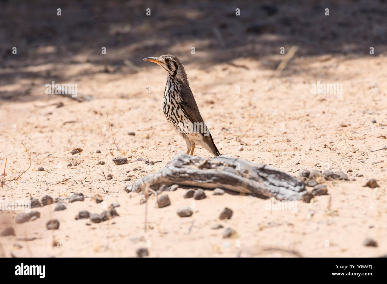 Groundscraper Thrush, Psophocichla litsitsirupa in Kgalagadi Transfrontier Park, Northern Cape, Südafrika im Frühjahr auf dem Boden. Stockfoto