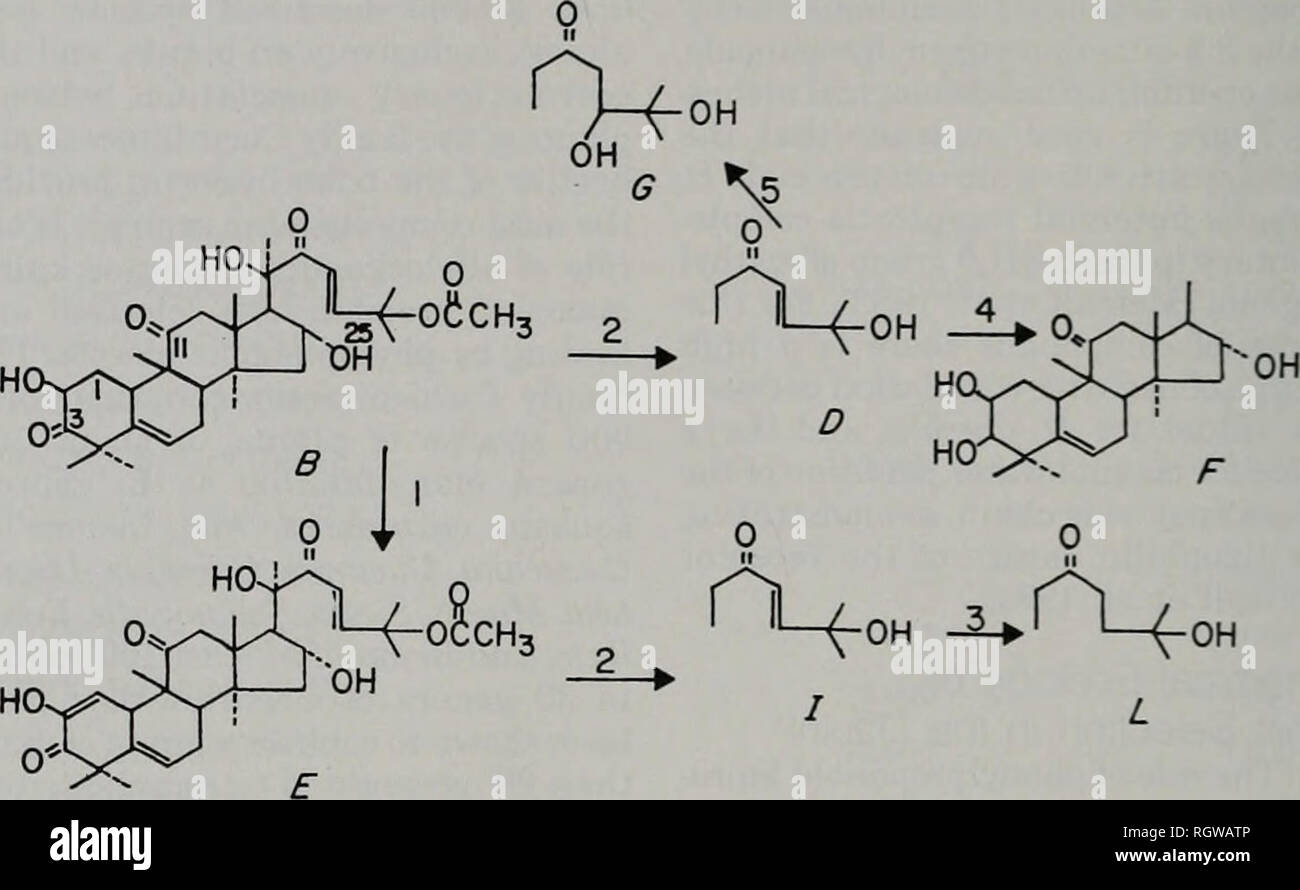 . Bulletin. Natural History; Natural History. 182 Illinois Natural History Survey Bulletin Vol. 33, Artikel 3. Abb. 3. - Vorgeschlagene anlage Evolution des cucurbitacins B, E, D, I, F, G und L.-Nummern beziehen sich auf die spezifische Enzyme beteiligt: 1) Eine "cucurbitacin Dehydrogenase, 2) cucurbitacin acetylesterase. 3) eine cucurbitacin^'-Reduktase, 4) cucurbitacin CS-Hydroxylase und 51 cucurbitacin C24-hydi - oxylase (Lavie & Amp; Kreis Breisgau-Hochschwarzwald 1971). Phaedon cochleariae (Fabricius), P cru-ciferae (goeze) und Cerotoma trifurcata (Förster), sind stark abgeschreckt von der Fütterung durch die Anwesenheit von Cues (Niel - Sohn et al. 1977; Stockfoto