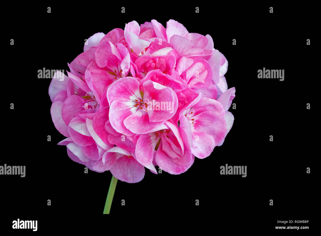 Rosa Geranien Blumen auf Schwarz. Stockfoto