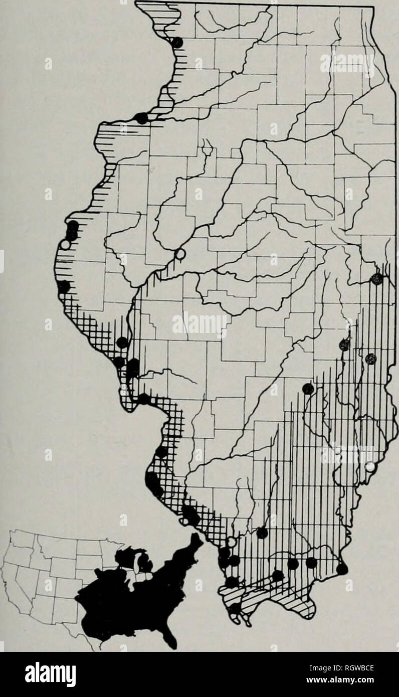 . Bulletin. Natural History; Natural History. November, 1961 Smith: Amphibien und Reptilien von Illinois 183 individuelle Variation, die keine geo-grafische Korrelation, für 58 Exemplare von arnyi und arnyi X edwardsi intergrades ist wie folgt: infralabials 8-F 8, 76 Prozent, 7 + 8 in 7 Prozent, 7 - f - 7 in 14 Prozent und 8 4-9 in 3 Prozent; preoculars 2 - f - 2 in 98 Prozent, 1 - | - 1 in 2 Prozent; postoculars2-f2 auf 92 Prozent, 2 + 5 Prozent, 1 - | - 1 in 1,5 Prozent, und 2 - | - 3 in 1,5 Prozent zeigt. In den 39 Proben mit arnyi-ty^ e ventralen Muster, 82 Prozent sind unregelmäßig Stockfoto