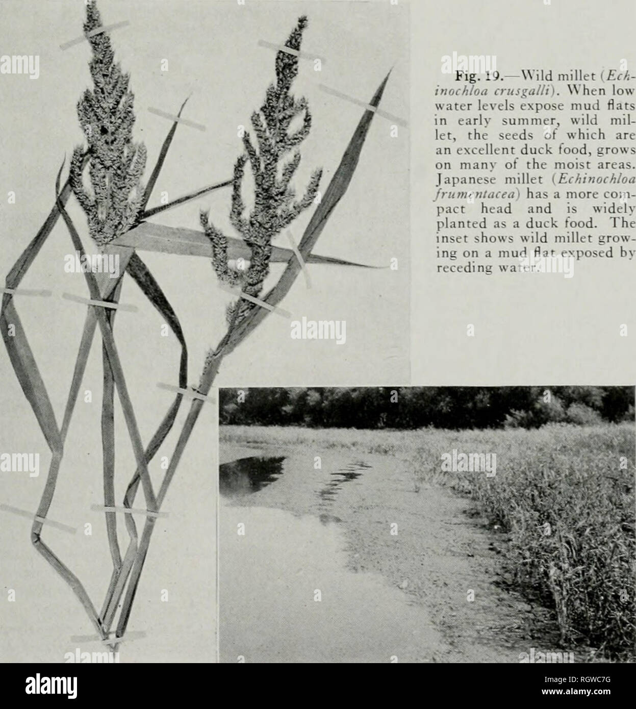 . Bulletin. Natural History; Natural History. August 1941 BELLROSE: Ente essen Pflanzen 259 Disc 16 Zoll unter dem Sur sichtbar war - waren auf der Sägewerk See und othei Gesicht festgestellt. Ähnliche Fälle, in denen aquatische Orte. Pflanzen, die Transparenz der Fische erhöht. Rough-Fisch, Karpfen, Büffel, Stier - Wasser, durch Hemmung der Wellen, Köpfe, Wels, Schafkopf und dornhaie-Tabelle 9. Auswirkungen der Wellen auf der Transparenz des Lake Chautauqua, 1940. Datum Zoll, durchschnittliche Transparenz Klimaanlage* Re.viarks Iune 27 Juni 29 10.4 Ruhig, 6 See glatten weißen Kappen auf See zweite Lesungen 2 Stunden nach fi gemacht Stockfoto