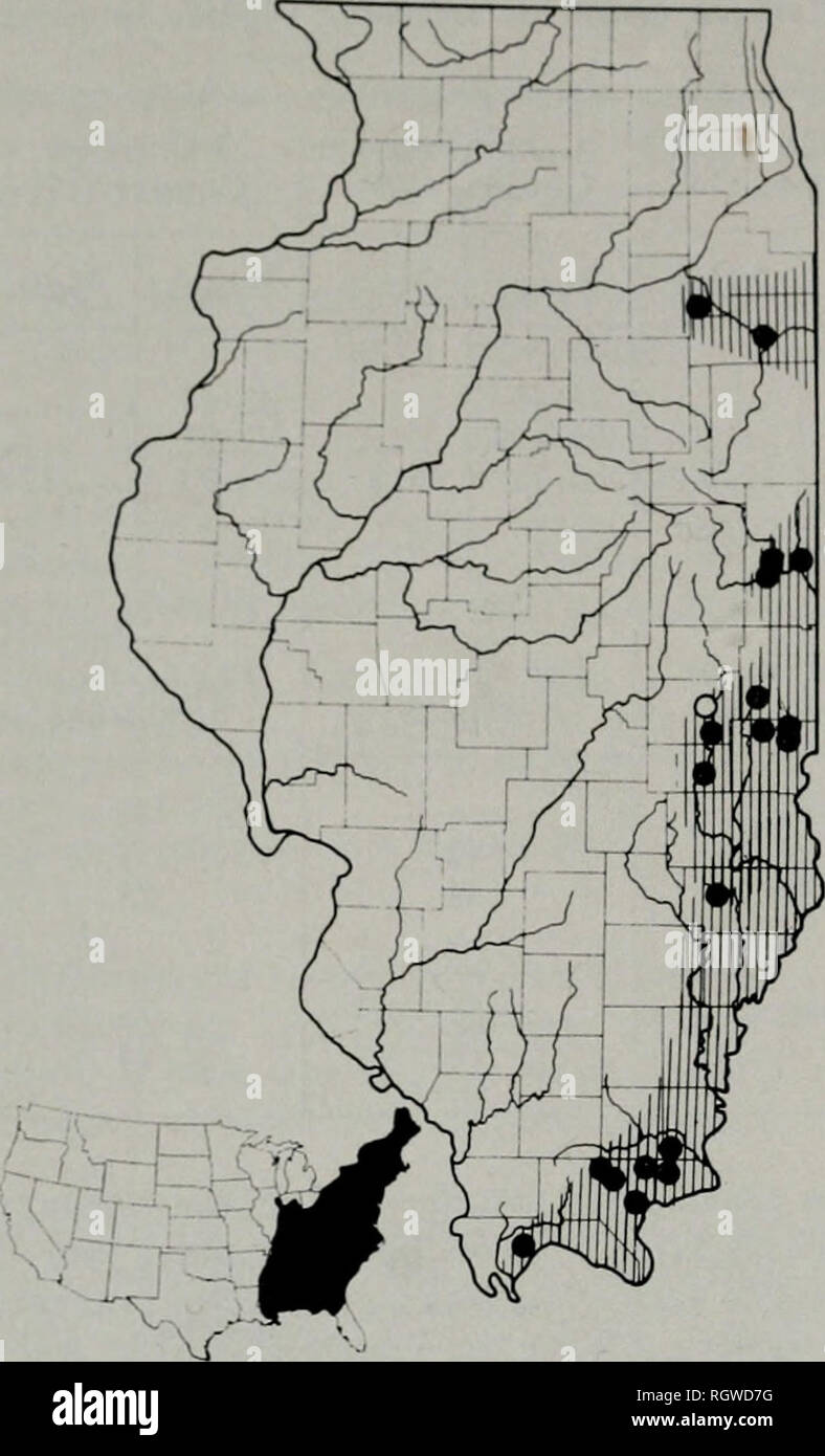 . Bulletin. Natural History; Natural History. 44 Illinois Natural History Survey Bulletin Vol. 28, Artikel 1. Abb. 33. - Verteilung der Eurycca bislincata. Schlupf an der vermuteten Bereich der Unterarten rivicola in Illinois; feste Kreise zeigen Orte, die Proben während dieser Studie untersuchte vertreten; der offene Kreis zeigt an, dass ein Ort vertreten durch einen veröffentlichten Datensatz geglaubt, um gültig zu sein. Die untere Karte zeigt die gesamte Bandbreite der Arten, die in die Vereinigten Staaten. Eurycea longicauda (Grün) vier Unterarten dieser östlichen, Stream-bewohnen Salamander beschrieben worden, Bu Stockfoto