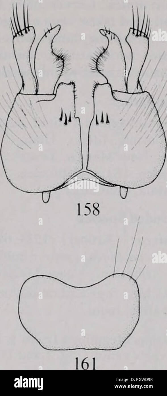 . Bulletin. Natural History; Natural History. Abb. 157 - 161. - Ammonaios niveus (krob.) Männliche terminalia. 157. - Rechts gonocoxite mit Anhängen - Alter und aedeagus in der dorsalen Ansicht. 158. - Gonocoxites mit Anhängseln und hypandrium im ventralen anzeigen. 159. - Epandrium mit Anhängseln in der dorsalen Ansicht. 160. - Tergtte 8. 161. - 8 Sternite. Skala: 0,5 mm. R4 länger als Ader R5; Zelle r4 1,9-2. OX so lang wie breit an der Spitze; Farbe einheitlich Glasigkeit, blass bräunlich, oder mit einem weißlichen Farbton; Stigma helle oder dunkle bräunlich, oder rippenbögen Marge stärker abgedunkelt. Beine. Vor coxa mit 2 hellen, slen-der apikalen Seta Stockfoto