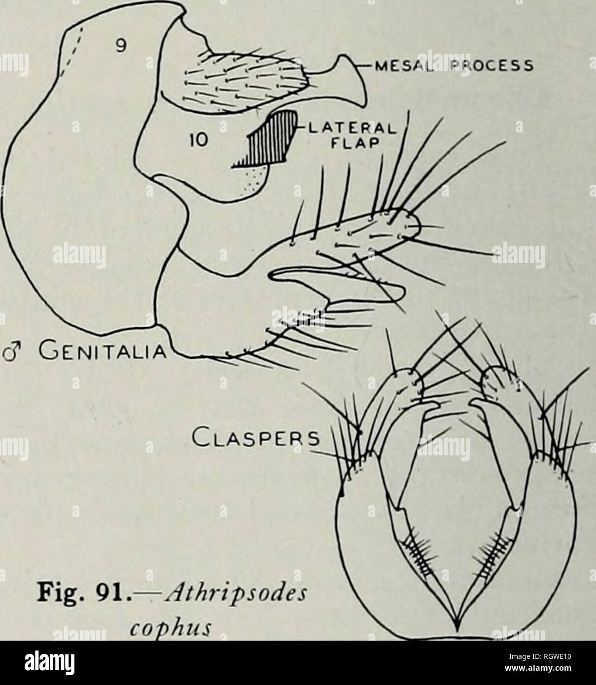 . Bulletin. Natural History; Natural History. Abb. 90.- Athripsodes alagnuis sclerotized seitliche Arme entstehen an den ex-treme Base, voran für eine Strecke parallel mit dem Rest der tergite; mäßig umgedrehten in der Nähe der Spitze und mit dem Ende abschneiden. Cerci kurz, so breit wie lang und tief eingeschnittene seitlich in der Nähe von Apex einen schmalen Apikalen pro-Abwurf auf dem mesal Seite zu bilden. Paarung mit dem basalen Teil der Projektion in einen langen, spitzen, die apikalen Lappens sub-Häutig, Fusiform und merklich gekrümmt nach kaudal; Die sclerotized Prozess gebogen, entweder leicht kürzen oder Runde - auf Apex ed. T Stockfoto