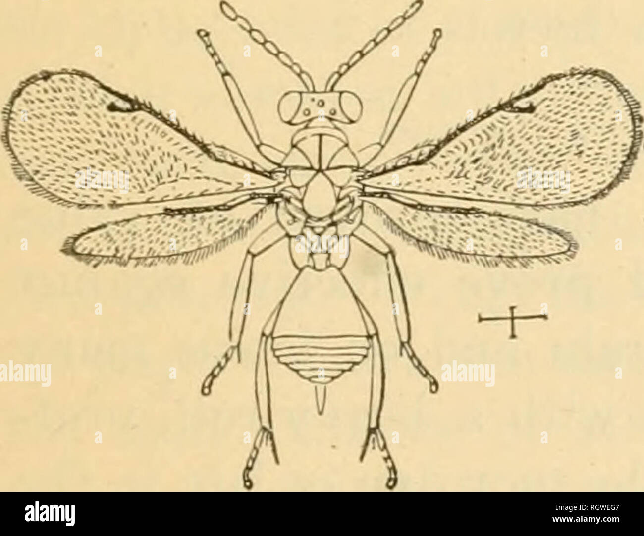 . Bulletin. Insekten; Schädlinge; Entomologie; Insekten; Schädlinge; Entomologie. Fi (ich. 7.- Ich "iiliinuiiia cctlidiiiii. &Lt;Ich Larve; / (Lu'i' TLC. Natürliche Größe (von Ri-h. y). larvfi (Ith Bericht. S. Ent. Coiniii., S. 107). Dies wird in Abbildung 8 chalcidid sliown. Nur ein Vogel andere als die Englische sparrow erscheint angreifenden dieses Insekt beobachtet zu haben. Auf dieser Leiter Lvnian (0) sagte: "Es scheint kein Vogel zu sein]) ut der Blue Jay, die es Essen." Die vorstehenden - ist eine kurze Liste von bekannten natürlichen ciKMnifs der so häufig ein Insekt. Zukunft Observa- wird sicherlich zeigen, dass es eine Stockfoto