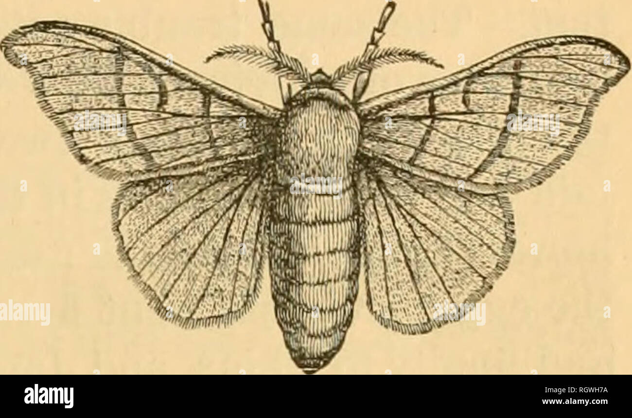 . Bulletin. Insekten; Schädlinge; Entomologie; Insekten; Schädlinge; Entomologie. 15 Cocoon und löst die harte, Gummibärchen gefüttert. Dann, von einem Vorwärts- und Rückwärtsbewegung, der Gefangene, mit gecrimpten und feuchten Flügel, Grundlage dieses Branchen-Know-hows seinen Weg Kräfte heraus, und nehmen Sie die Ausfahrt einmal getätigt, die Flügel bald ex-pand und trocken. Das silken Threads einfach beiseite geschoben, aber genug von ihnen erhalten in den Prozess der Kokons, aus dem die Motten escape vergleichsweise nutzlos für reeling zu rendern. Die Motte ist cremefarben, mit mehr oder weniger ausgeprägten bräunlich Markierungen über die Flügel, wie in Abb. 4. Die Männchen hav Stockfoto