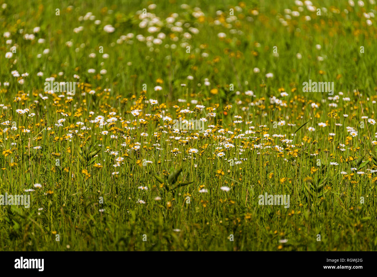 Wilde Blumen in Nordwisconsin. Stockfoto