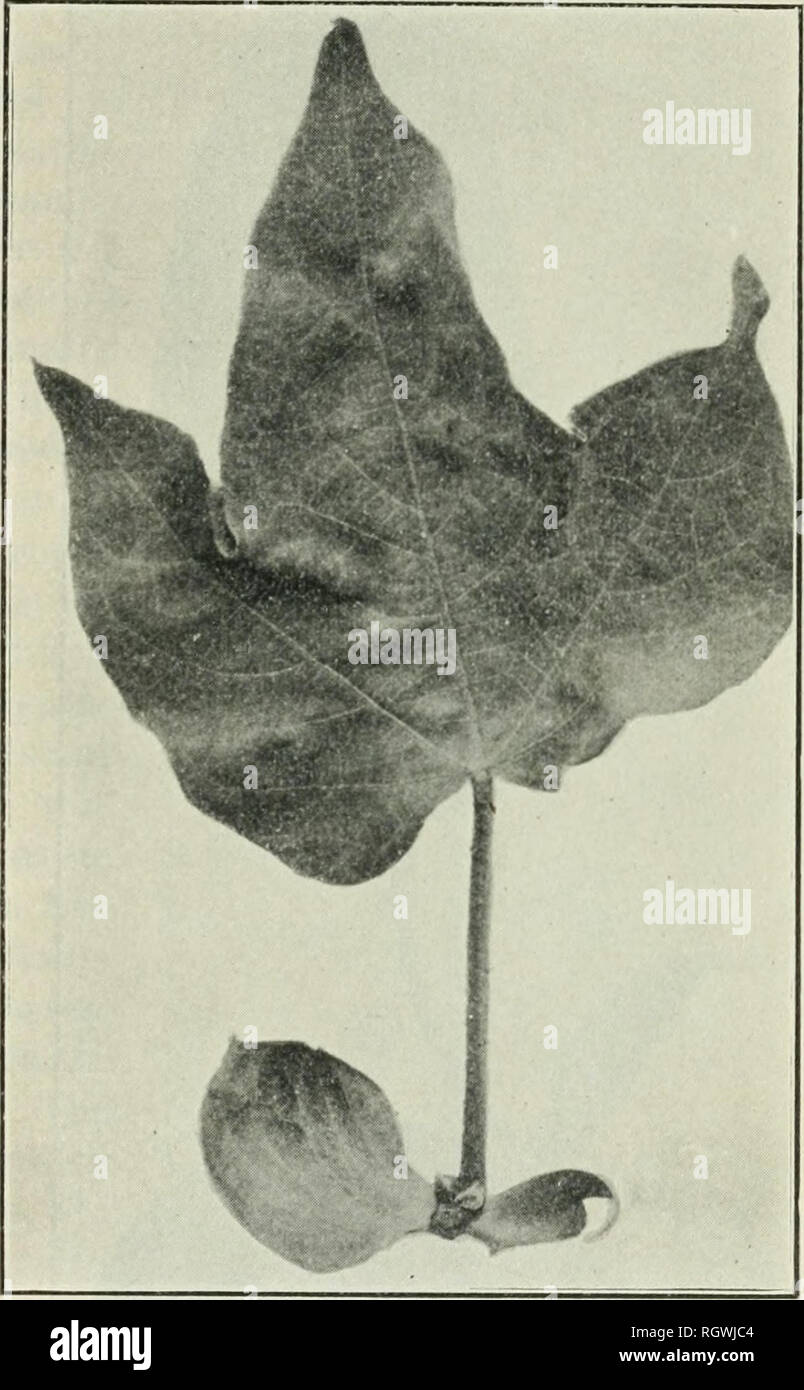 . Bulletin. 1901-13. Landwirtschaft Die Landwirtschaft. PARALLEL LEAF FORMEN IN OKRA. 25 "Okra" Baumwolle ist in Ägypten zu einer Vielzahl in ungewöhnlich Breite und Schwere Blätter, das direkte Gegenteil der Variation zu schmal-gelappten Blätter charakterisiert, dass die so genannte "Okra" cottons der Vereinigten Staaten gegeben. Das Auftreten von breitblättrigen Sorten in ägyptischer Baumwolle entspricht der Schmal-leaved Variationen im Upland Baumwolle. Die normale Laub der ägyptische Baumwolle ist der gleichen allgemeinen Form als einige der Schmal- oder "Okra" Variationen der Berggebiete Art von Baumwolle. Die Stockfoto