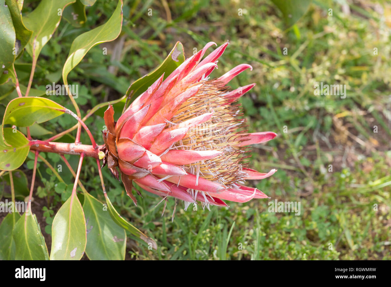 Königsprotea, König Zucker Bush oder riesige Protea Protea cynaroides, Bergfynbos, Western Cape, Südafrika. Seitenansicht mit Kopie Raum Stockfoto
