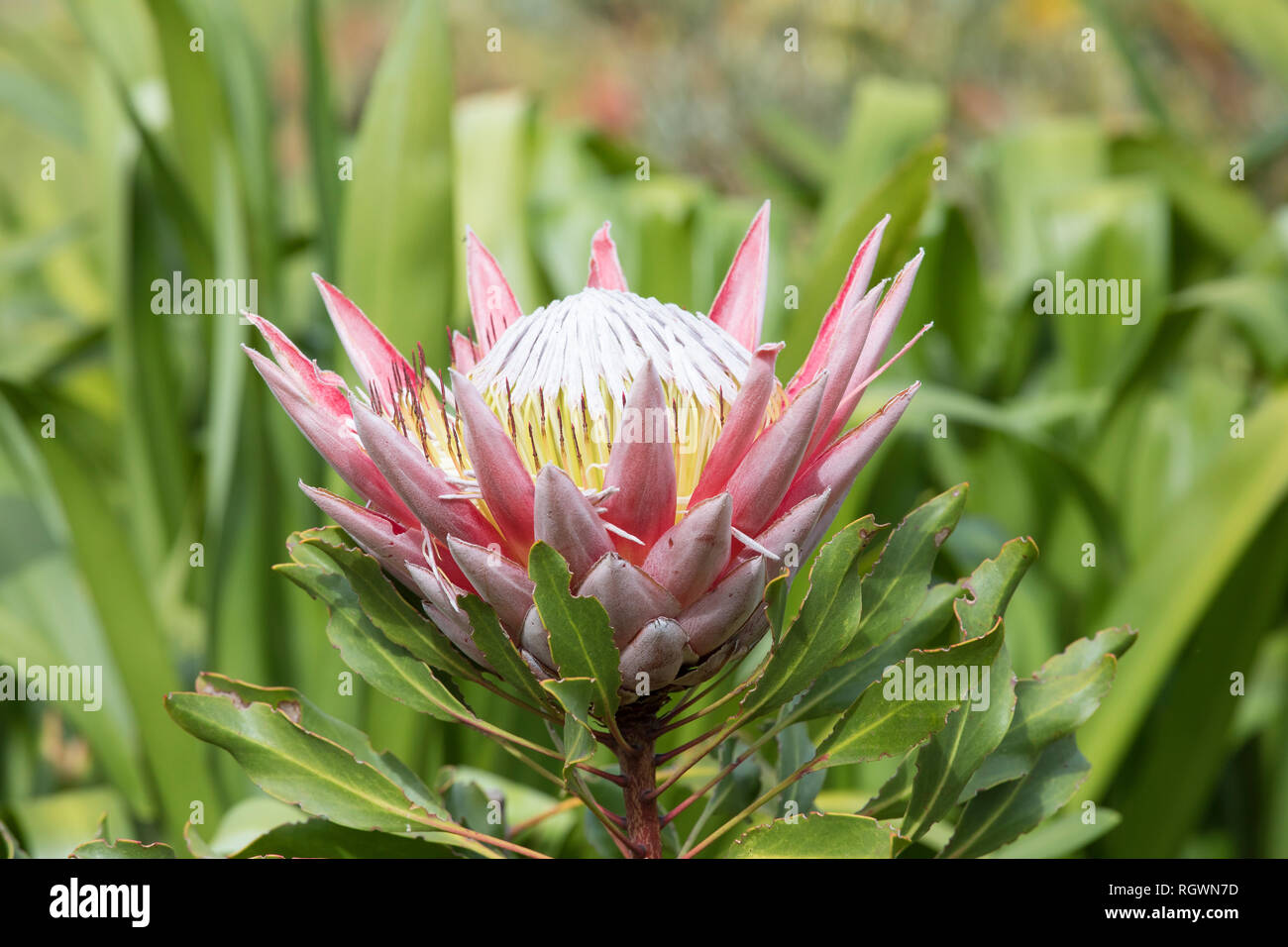 Königsprotea, König Zucker Bush oder riesige Protea Protea cynaroides, Bergfynbos, Western Cape, Südafrika. Nahaufnahme Detail. Stockfoto