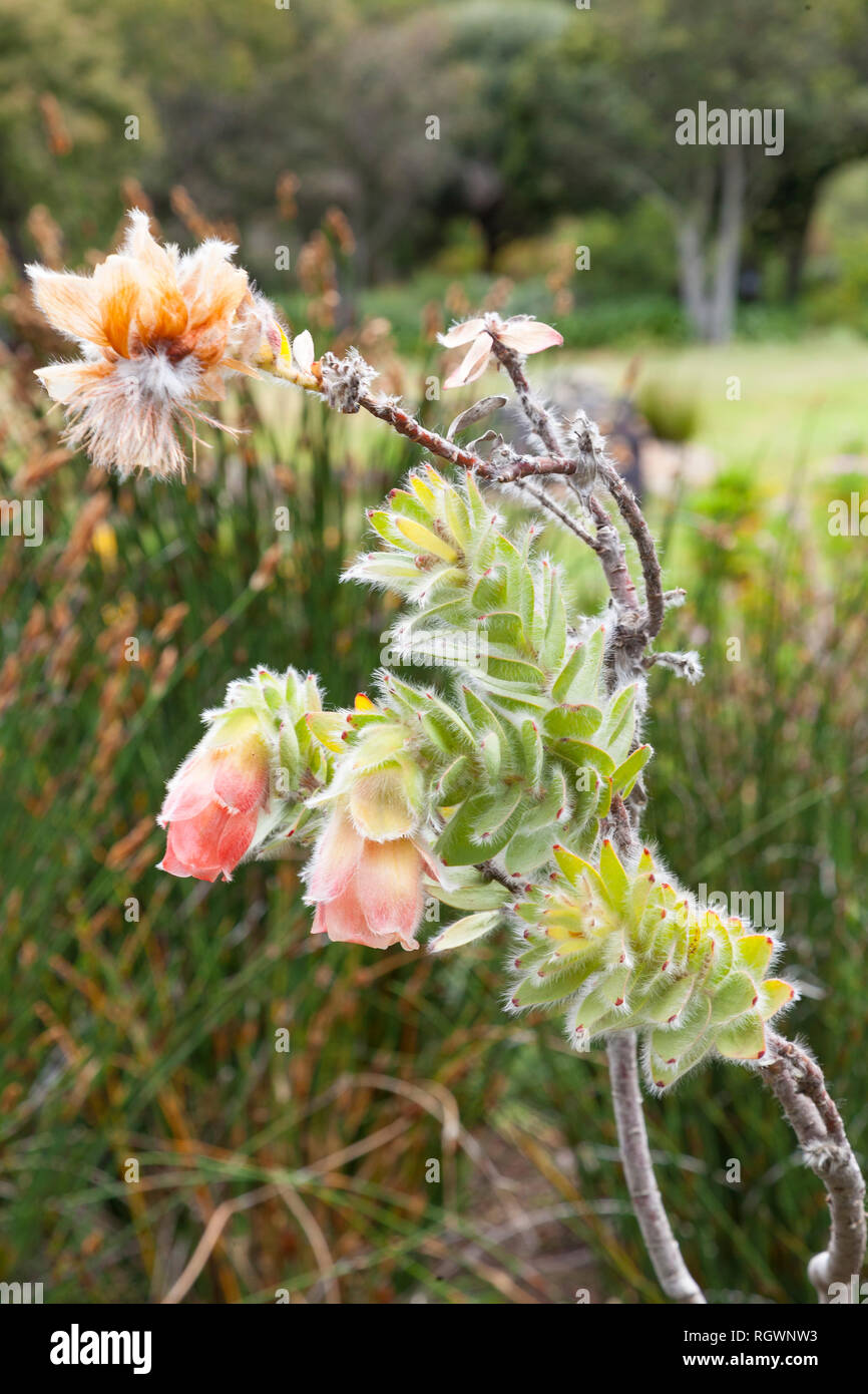 Seltene Marsh Rose, Orothamnus zeyheri, einer verletzlichen Berg Arten vom Aussterben bedroht der Botanische Garten von Kirstenbosch Fynbos, Kapstadt, Benachrichtigen Stockfoto
