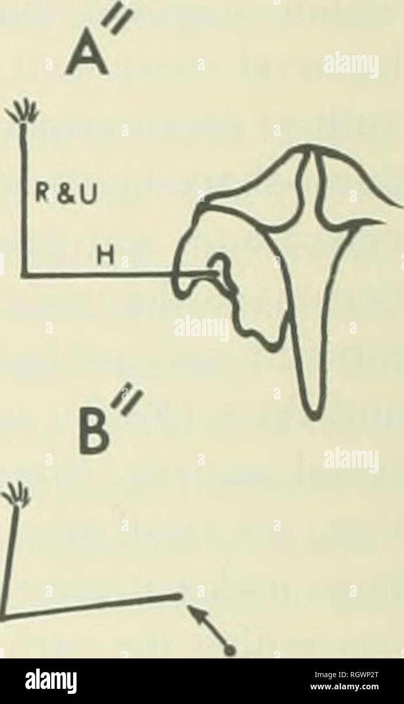 . Bulletin. Natural History. s. C'o Z-D'r v Abb. 37. Schematische Darstellung der foreiimb Bewegung in dimetrodon wie vorgeschlagen durch Watson (1917). Von links nach rechts: Lateral, Anterior und ventralen Blick nach links. A, A', A" den Start der Vortrieb Schlaganfall; D, D ', D: "Die Verwirklichung des treibenden Schlaganfall. H, humerus; F&AMP;U, Radius und ULNA. 1940: 138). Seine Beweise für eine solche Trennung - ein leichter Grat auf einigen Humerus (Flügelknochen) und eine Kontraktion in der Umriss der Glenoid - ist auf den ersten Blick zweifelhaft und da keine funktionelle Erläuterung gegeben wird, das Konzept macht die Schraube Stockfoto