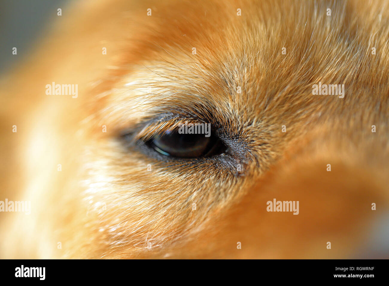 In der Nähe von Auge des Hundes, Alert, goldenes Fell. Flache Tiefenschärfe Stockfoto