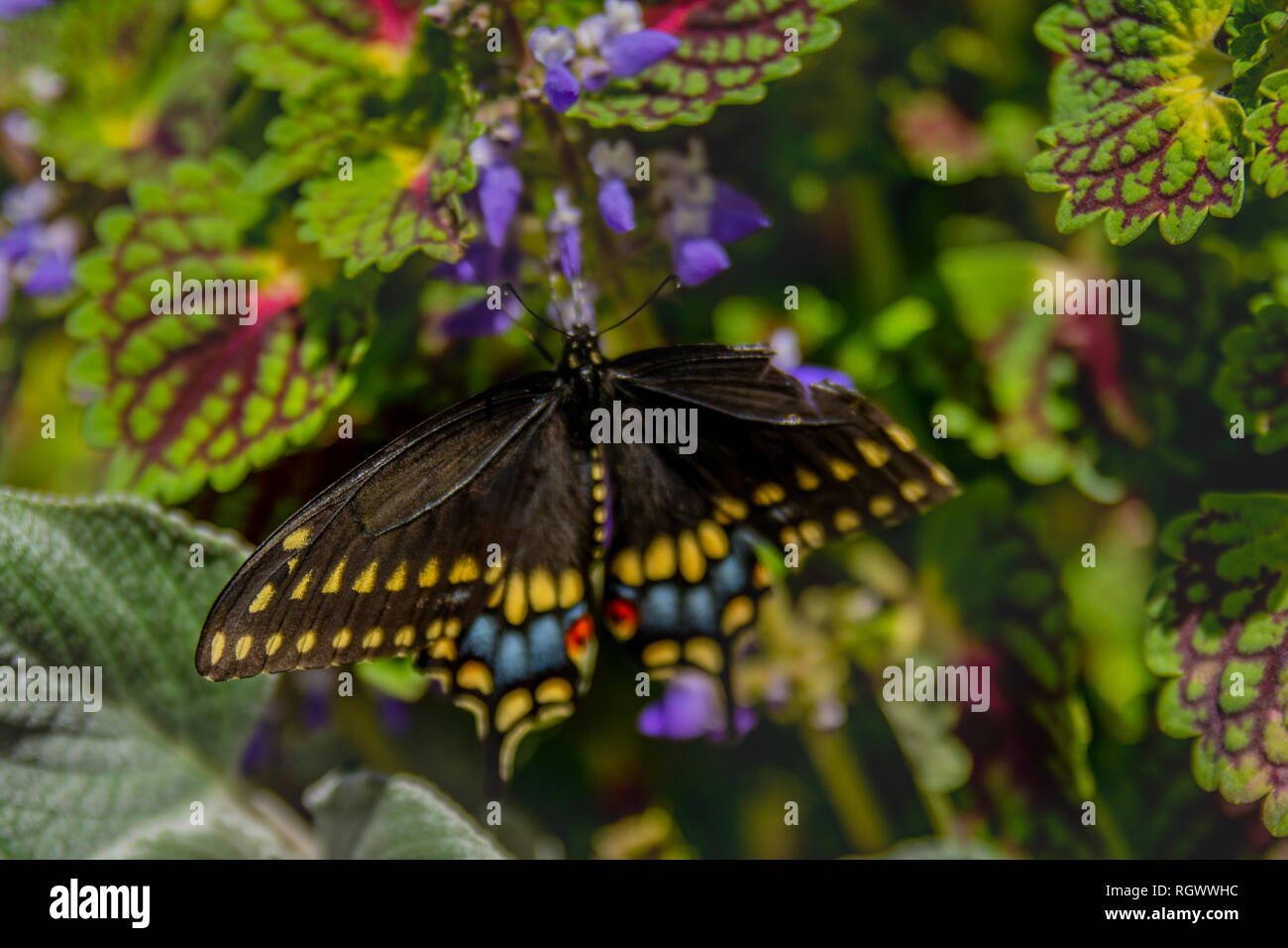 Makro Foto von einem Schwarzen Schwalbenschwanz Schmetterling Stockfoto