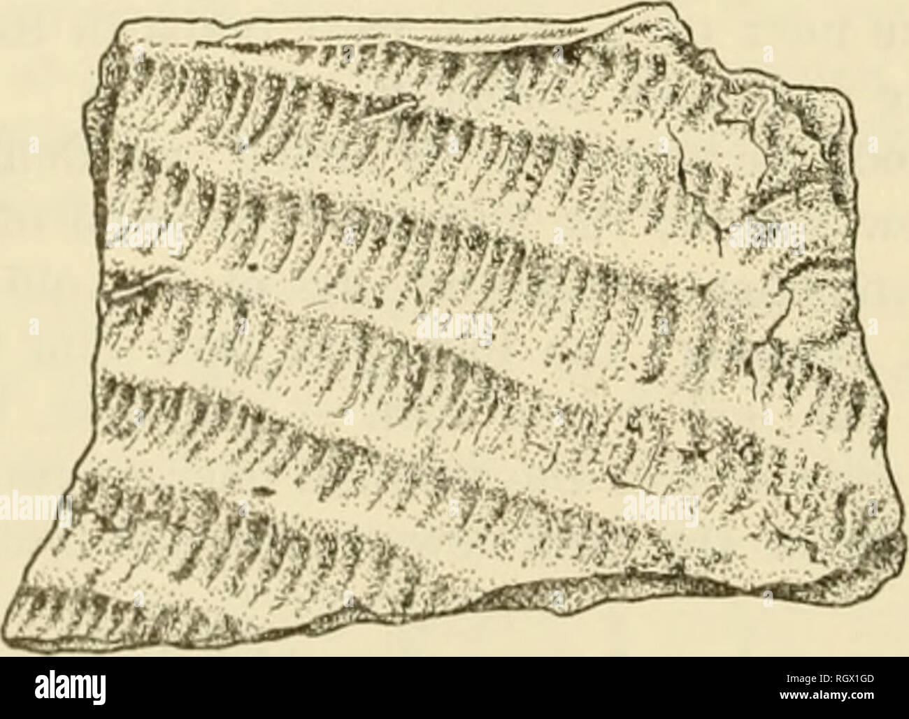 . Bulletin. Ethnologie. 180 BÜRO DER AlVIERICAN ETHNOLOGIE [Bull. 182 Frische Länge von Schuß Saiten waren nicht an den Enden der Alten gebunden (diese Weber scheint eine tief sitzende Abneigung gegen Knoten gehabt zu haben), aber sie waren ein wenig mit Ihnen laufen, bis fest. . Die Vorgehensweise ist un- bekannt; wahrscheinlich ist jedoch, dass die Arbeit wurde nach unten, die Unterseite der Tasche nach einer Extremität oder Pol und die Warps erlaubt zu hängen entweder kostenlos oder in lockeren Büscheln gebunden Kabelgewirr zu verhindern (siehe ein Bild von einem Virginia Frau Weberei ein baglike Korb, Mason, 1904, Abb. angebracht worden. 148 (s. 69). Impress Stockfoto