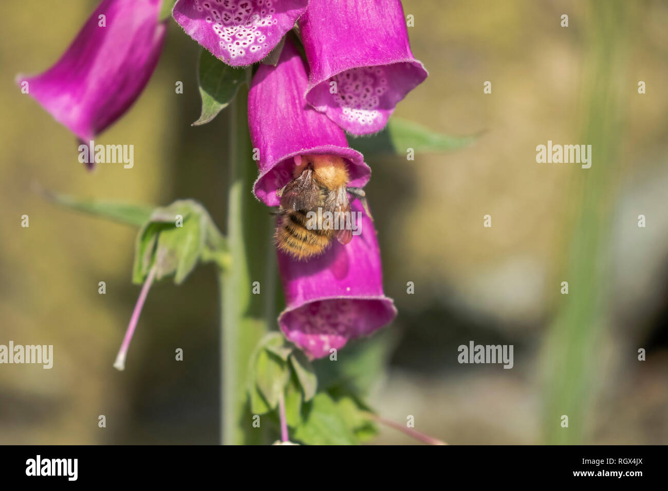 Eine Hummel (bombus pascuorum) Sammeln von Pollen und Nektar aus einer lila Fingerhut (Digitalis). Stockfoto