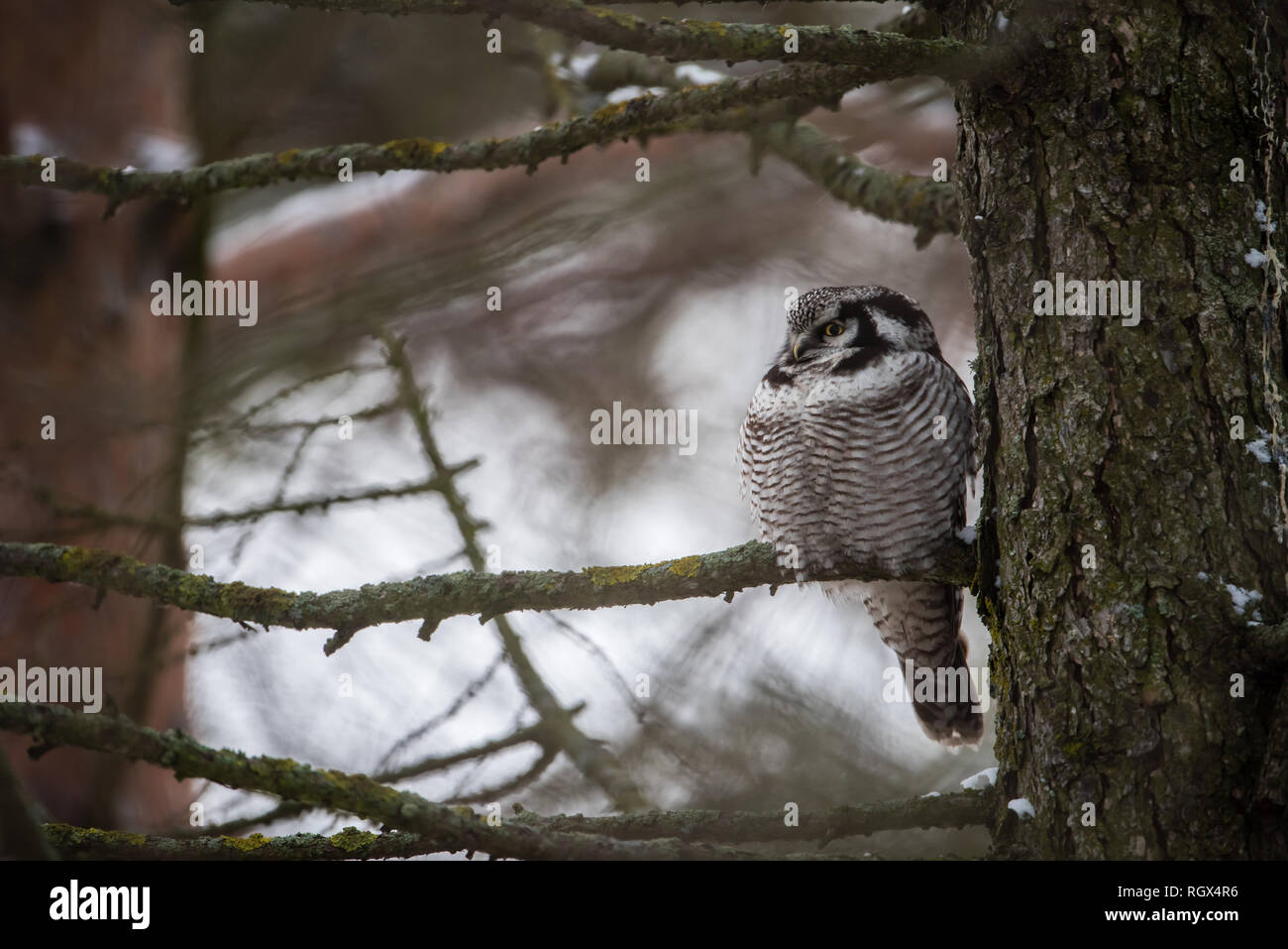 Die Northern Hawk Owl (Surnia Ulula) ist ein Tageslicht Jäger. Hier hocken auf einem Zweig in der Nähe der Leitung. Stockfoto