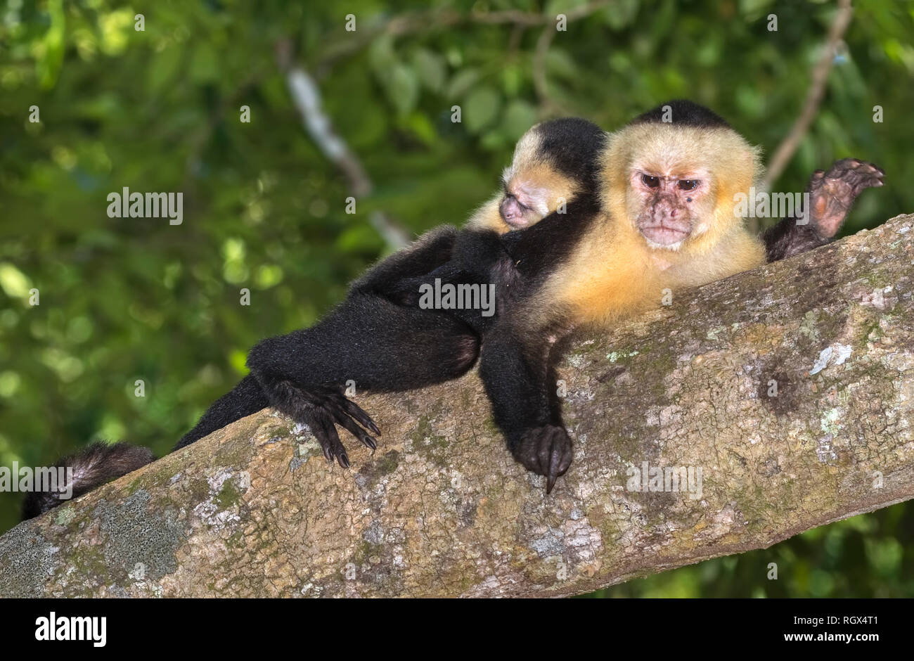 Female white-headed Kapuziner mit schlafenden Baby auf dem Rücken in den tropischen Regenwald, Costa Rica Stockfoto