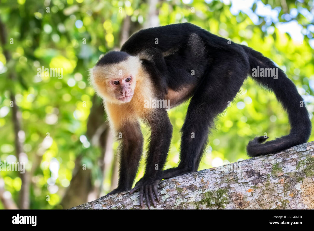 Female white-headed Kapuziner mit schlafenden Baby auf dem Rücken in den tropischen Regenwald, Costa Rica Stockfoto