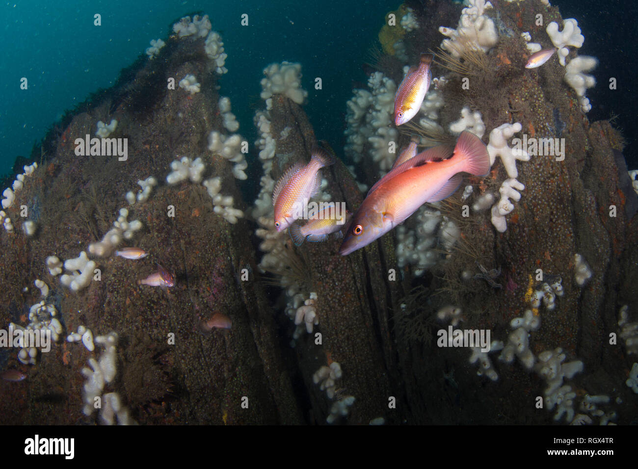 Kuckuck Lippfisch Stockfoto