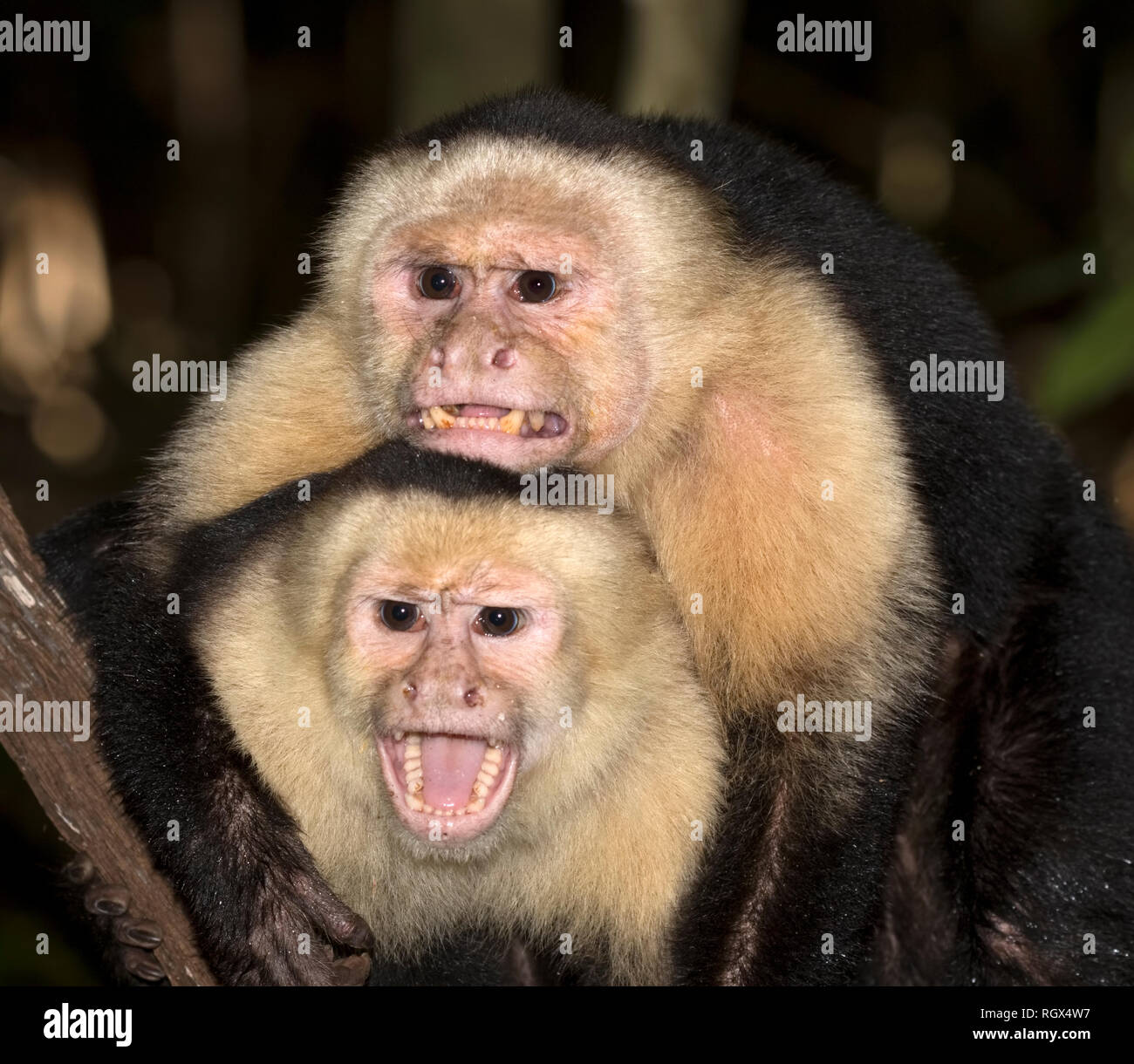 Portrait von white-headed Kapuziner (Cebus Imitator) im tropischen Wald, Costa Rica Stockfoto