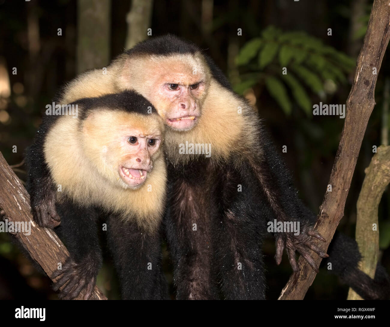 Die Gruppe der white-headed Kapuziner (Cebus Imitator) im tropischen Wald, Costa Rica Stockfoto