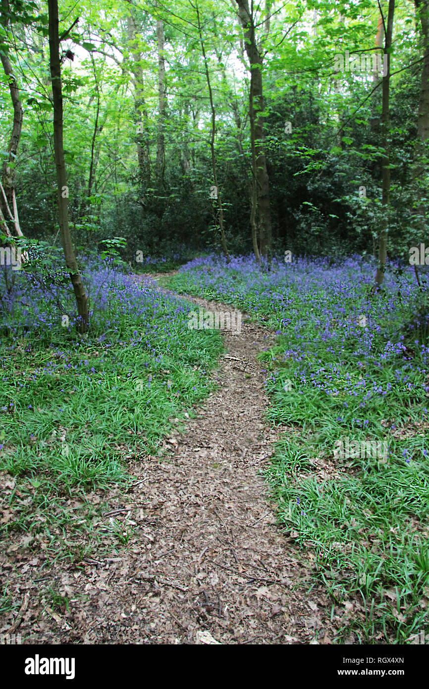 Bluebells in Holz mit gewundenen Pfad Stockfoto