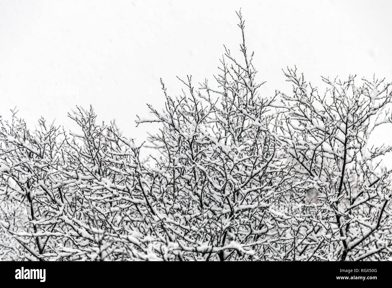 Schnee bedeckt Zweige im Winter schneit, schlechtes Wetter in Island Stockfoto