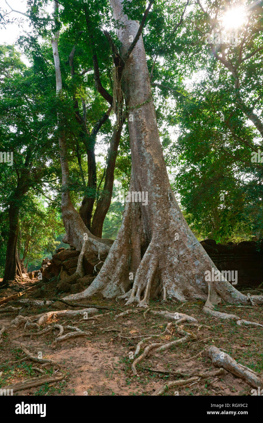 Ta Phrom, Angkor Wat, Siem Reap, Kambodscha Stockfoto