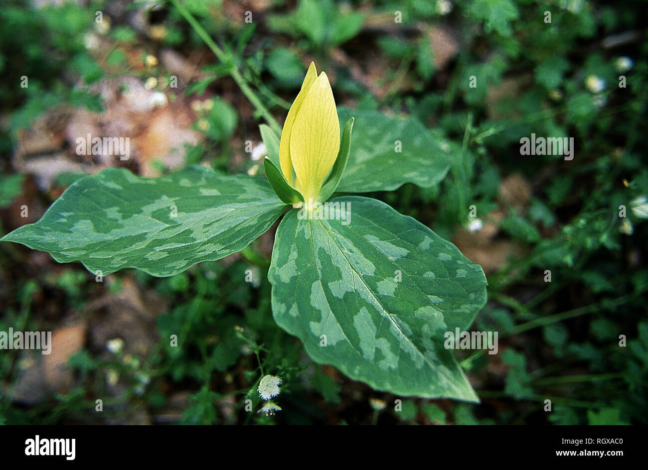 Gelbe Trillium, Great Smoky Mountain National Park, Tennessee Stockfoto